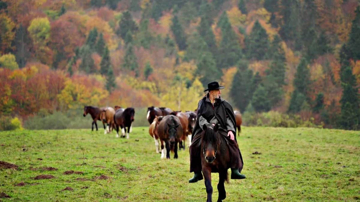 Bieszczady w Siodle: Stadnina Tabun Polana Pełny Przewodnik