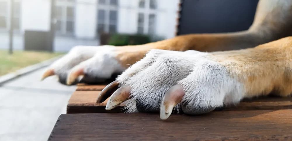 Kiedy weterynarz obcina pazury psu? Uniknij bólu i problemów!