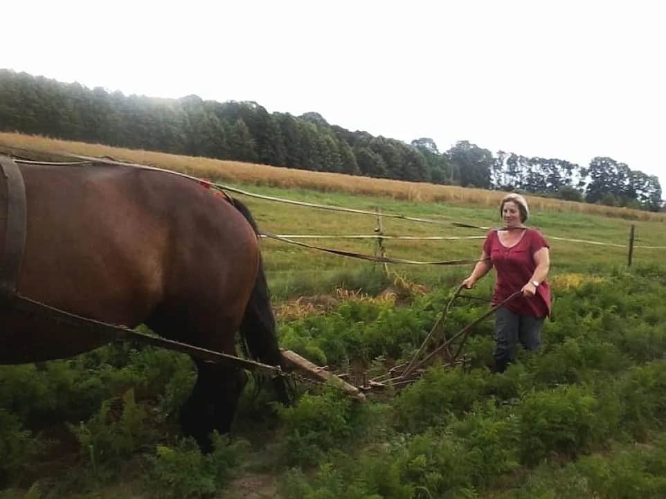 Pasja do koni na Śląsku: edukacja i kariera. Jak zacząć?