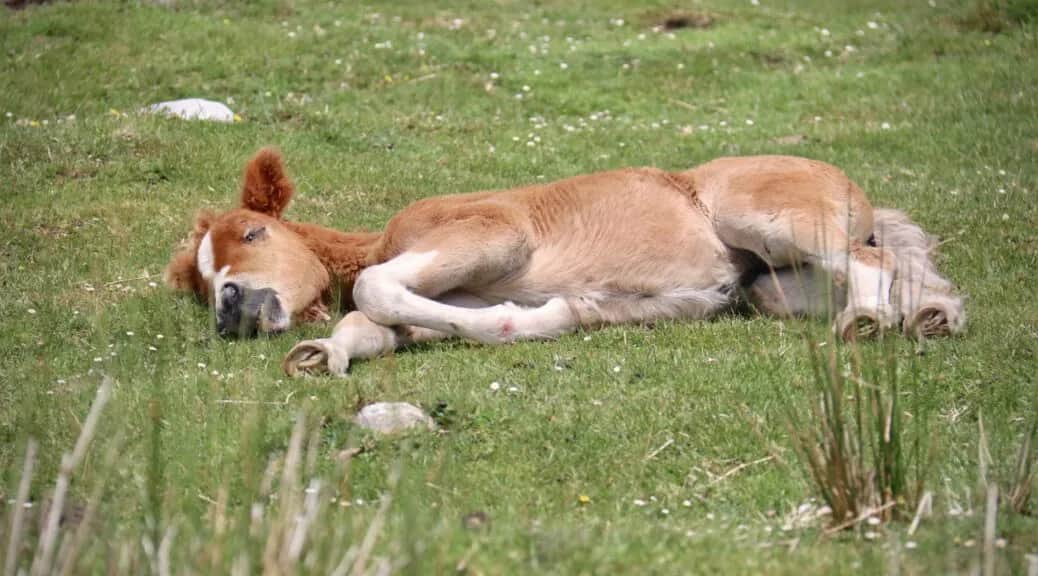 Jak śpią konie? Odkryj sekrety ich snu i pełnej regeneracji!