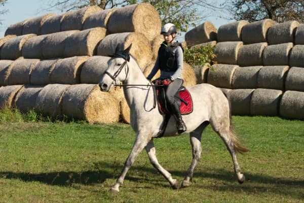 Co to znaczy dzierżawić konia? Koszty, umowa i czy warto?