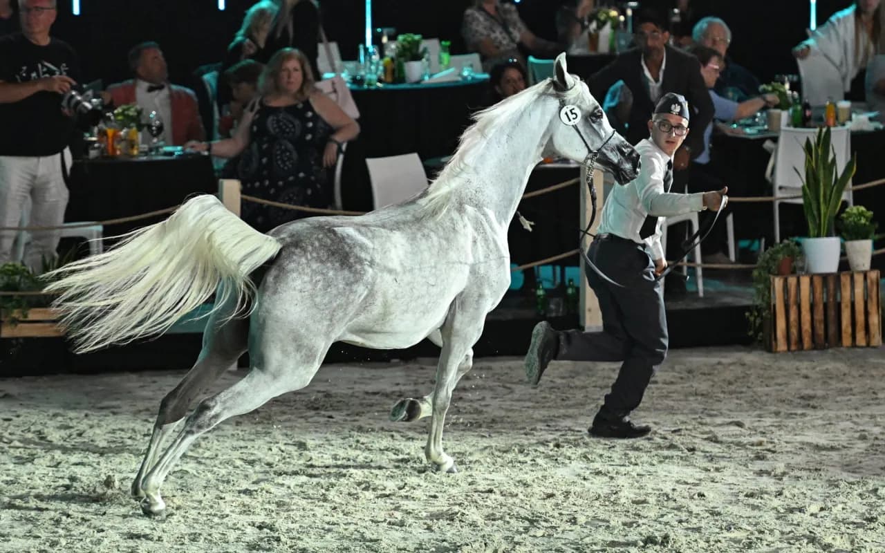 Janów Podlaski: Poznaj legendę koni arabskich i zwiedź stadninę
