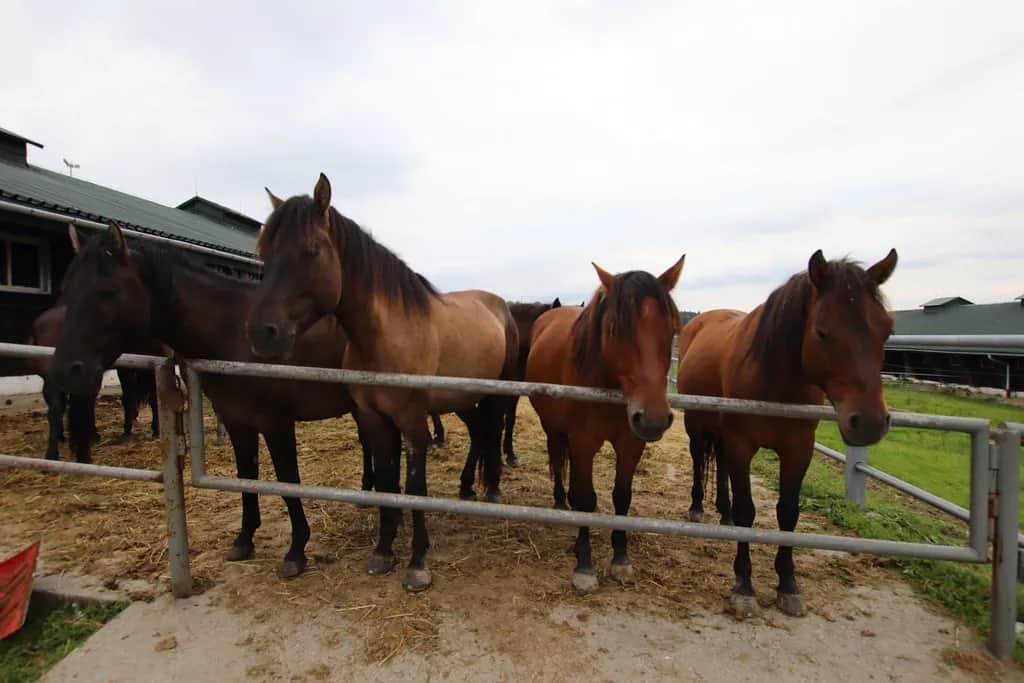 Stadnina Koni Gładyszów: Cennik. Ile kosztuje Twoja przygoda?