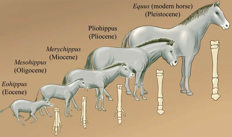 Zaskakujące ciekawostki o koniach i jeździectwie: Odkryj ich świat!