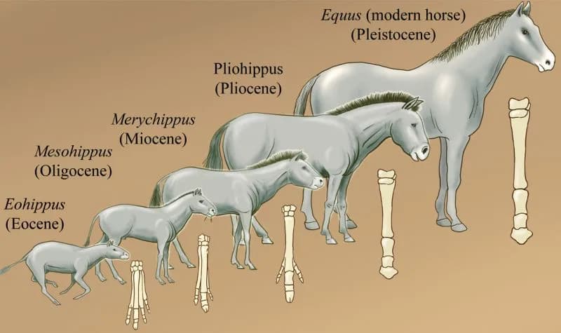 Zaskakujące ciekawostki o koniach i jeździectwie: Odkryj ich świat!