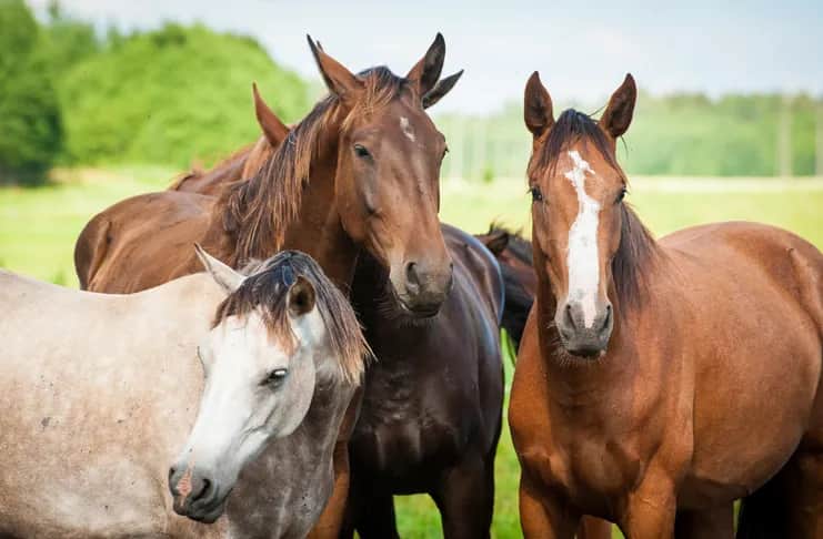 Jak konie widzą kolory? Odkryj świat niebieskiego i żółtego!