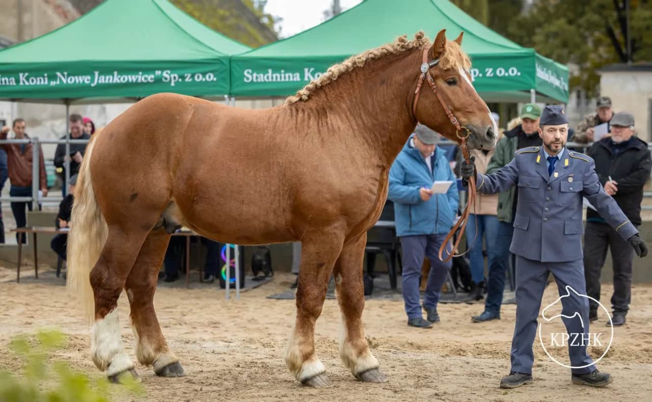 Stadnina Koni Nowe Jankowice: Przetarg KOWR Szansa dla Inwestora?