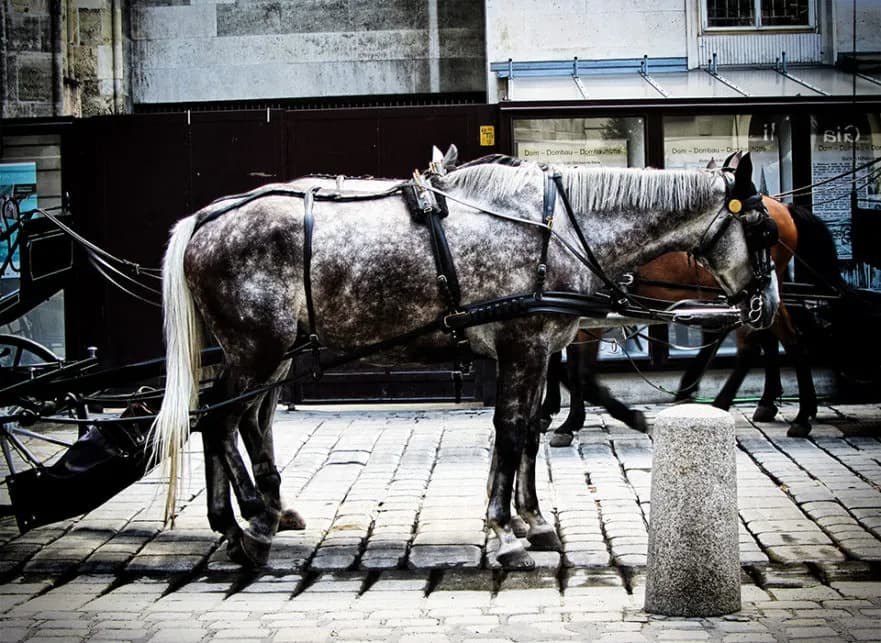 Łaska pańska na pstrym koniu jeździ: Co naprawdę oznacza?