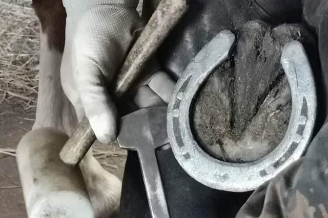 Podkuwanie konia: czy to boli? Prawda o bezbolesnym zabiegu