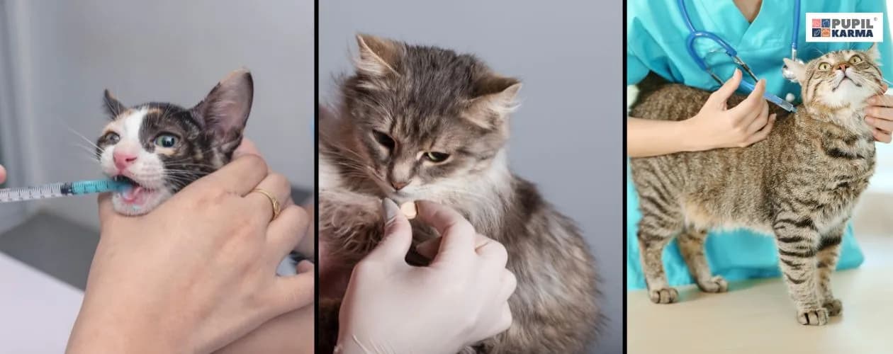 Kiedy odrobaczać koty? Kompletny przewodnik dla zdrowia pupila i rodziny