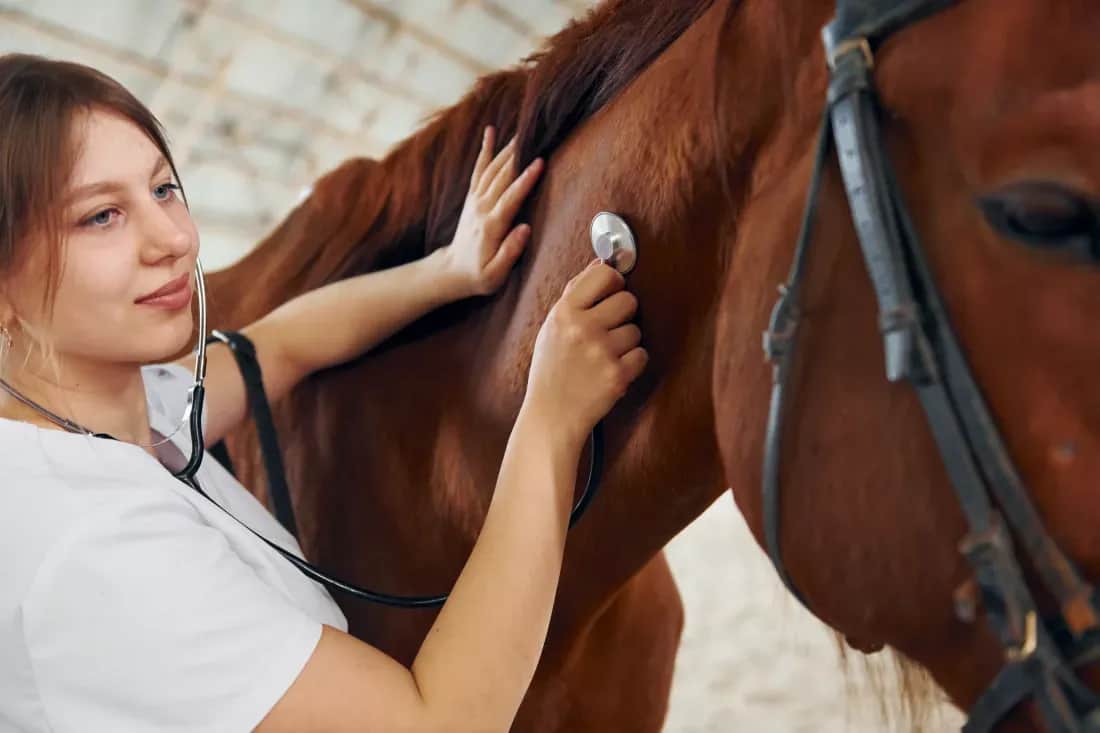 Hipologia i Jeździectwo Wrocław: Czy Twoja pasja to przyszły zawód?