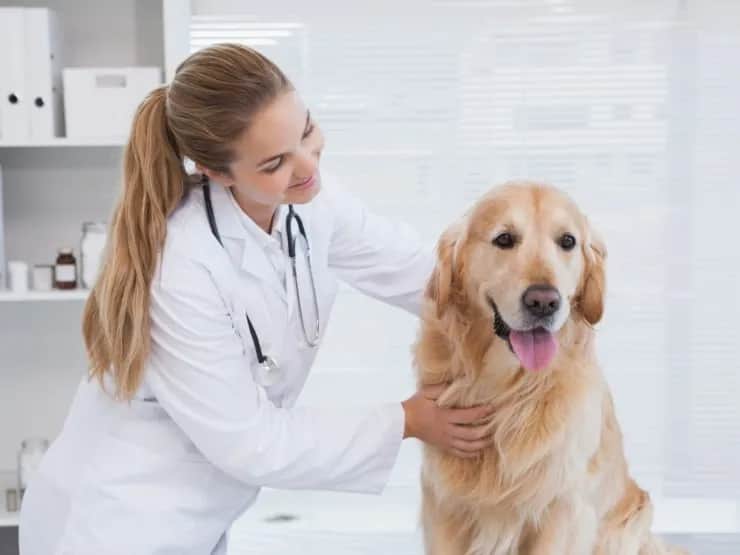 Weterynarz w Szwajcarii: zarobki, koszty, wymagania. Czy warto?