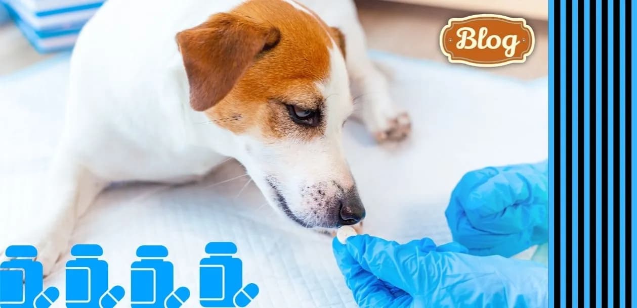 Odrobaczenie psa u weterynarza: Ile zapłacisz i od czego zależy cena?