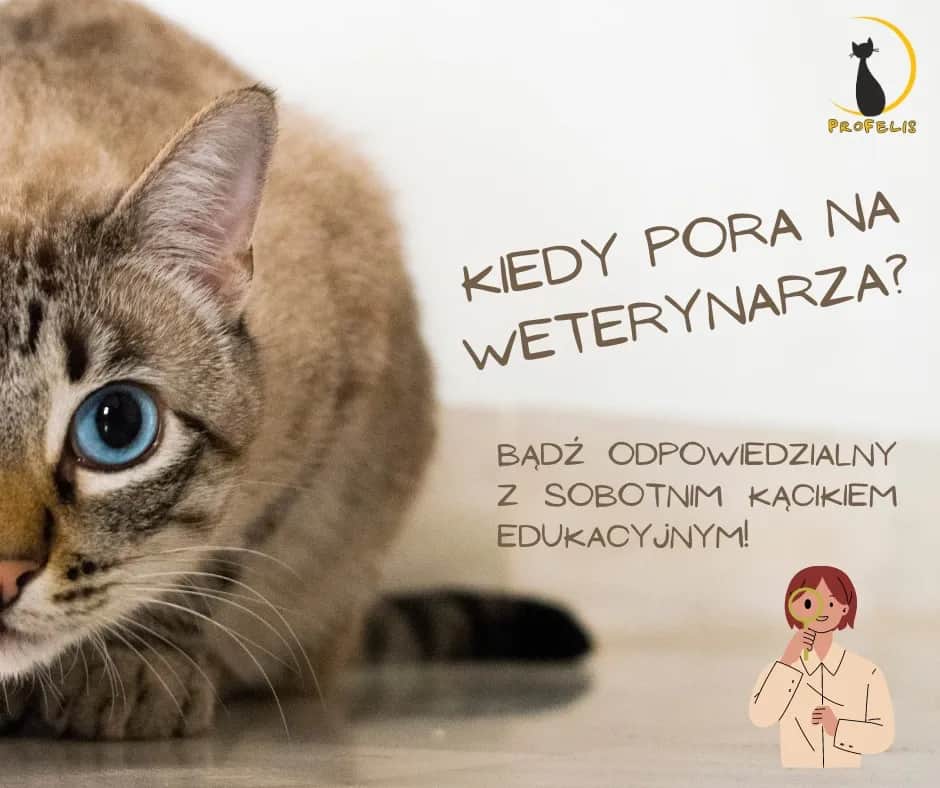 Kiedy z kotem do weterynarza? Objawy, profilaktyka i pilne sygnały