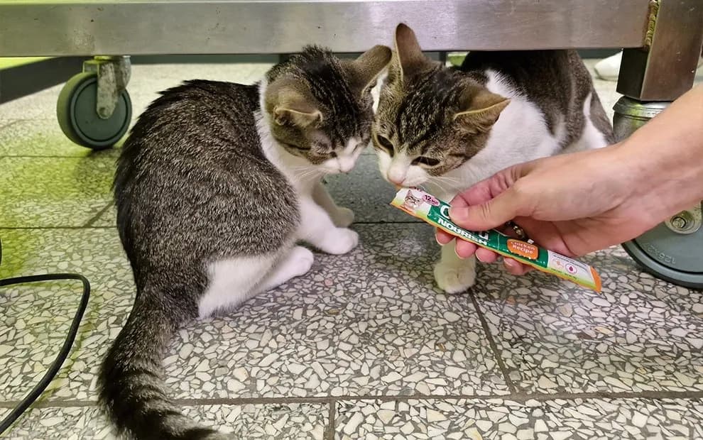 Wizyta u weterynarza: planować czy jechać od razu? Poradnik