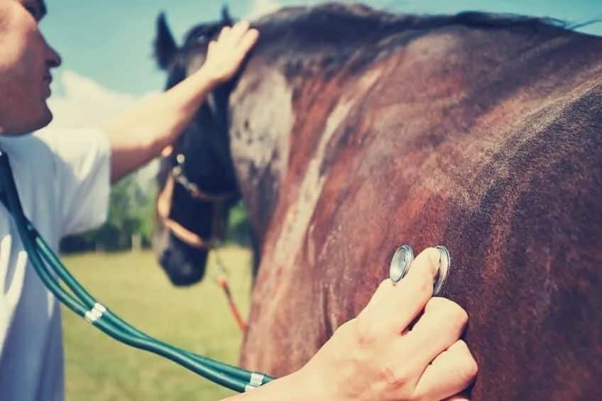 Czy Twój koń cierpi? Objawy wrzodów u koni, których nie możesz ignorować