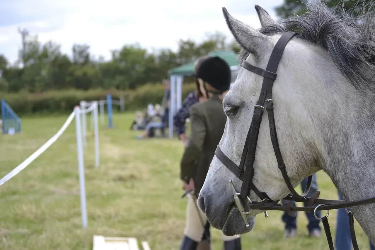 Hodowla koni i jeździectwo: Od pasji do dochodowego biznesu