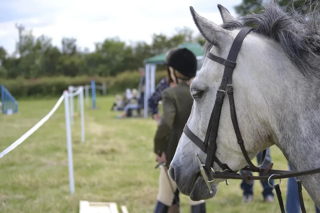 Hodowla koni i jeździectwo: Od pasji do dochodowego biznesu