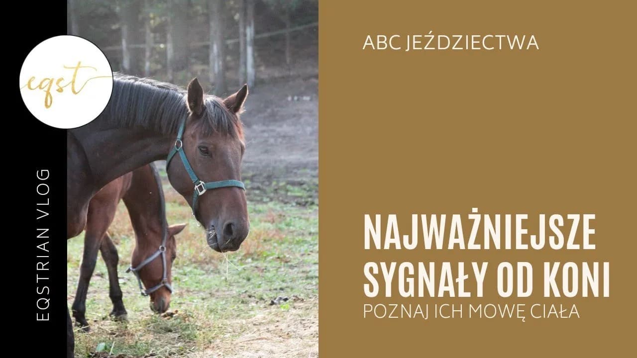 Koń okazuje sympatię: Zrozum jego mowę ciała i buduj więź