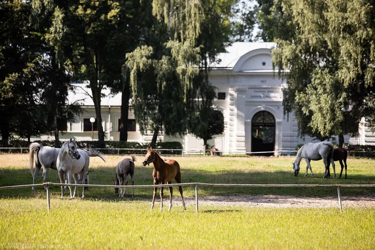 Janów Podlaski: Co musisz wiedzieć o legendarnej stadninie?