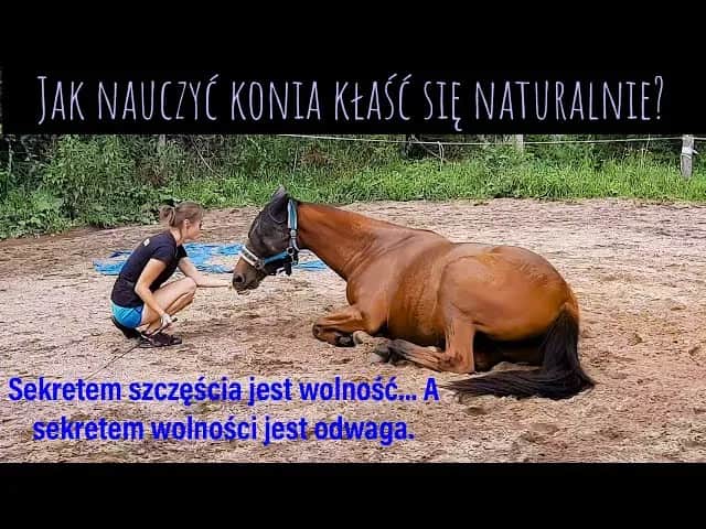 Jak nauczyć konia sztuczek? Buduj więź i rozwijaj go!