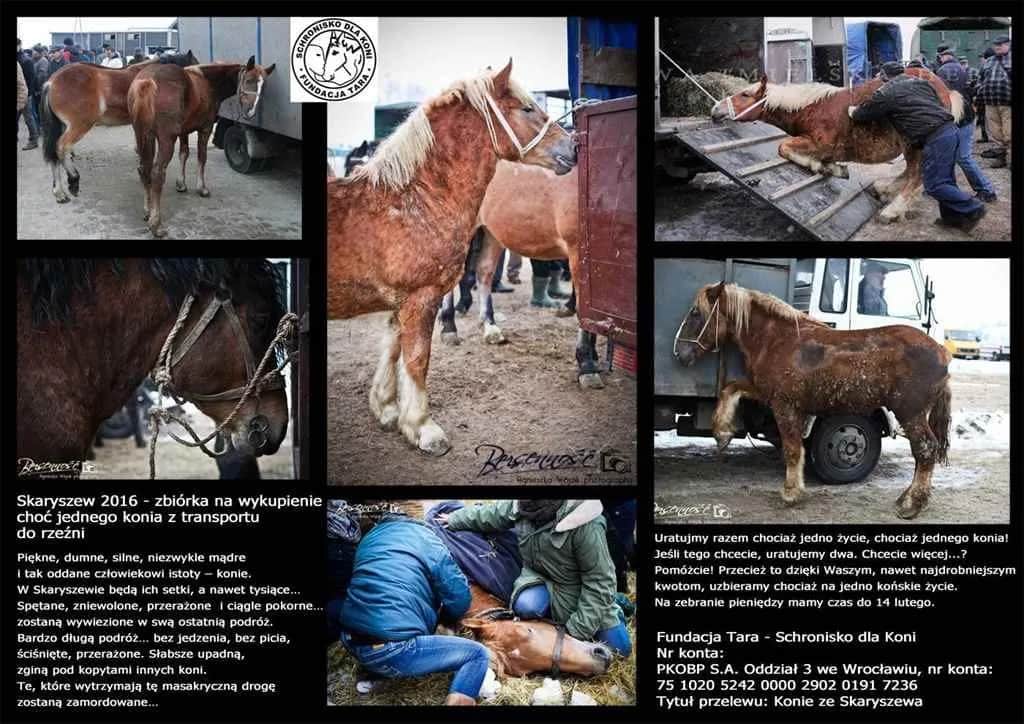 Tara: Fundacja czy ośrodek jeździecki? Poznaj różnice i ofertę