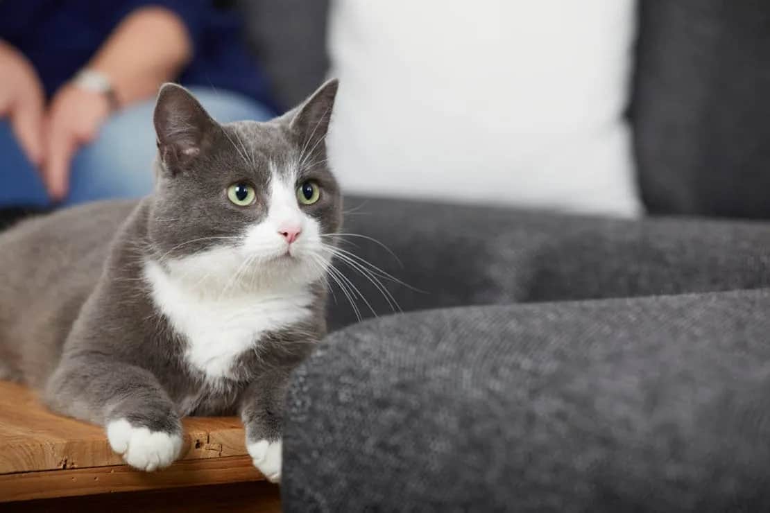 Odrobaczanie psa i kota: Co wybrać? Pełny poradnik dla właścicieli.