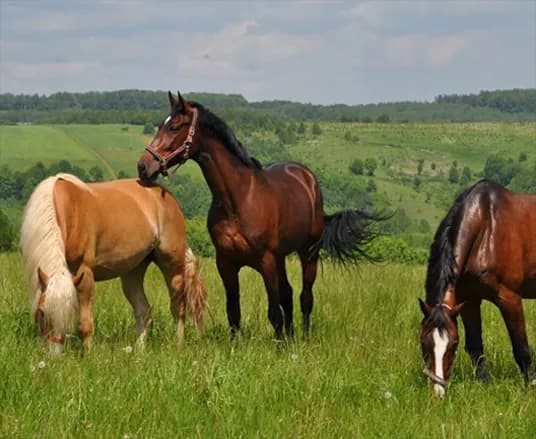Stadnina Janczar Pstrągowa: oferta, cennik, opinie Twój przewodnik!