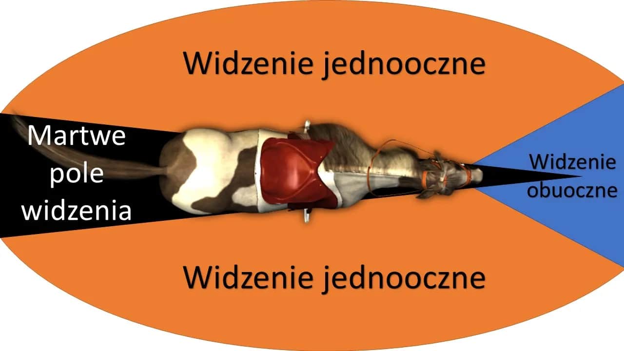 Koński wzrok: Poznaj świat oczami konia i buduj zaufanie