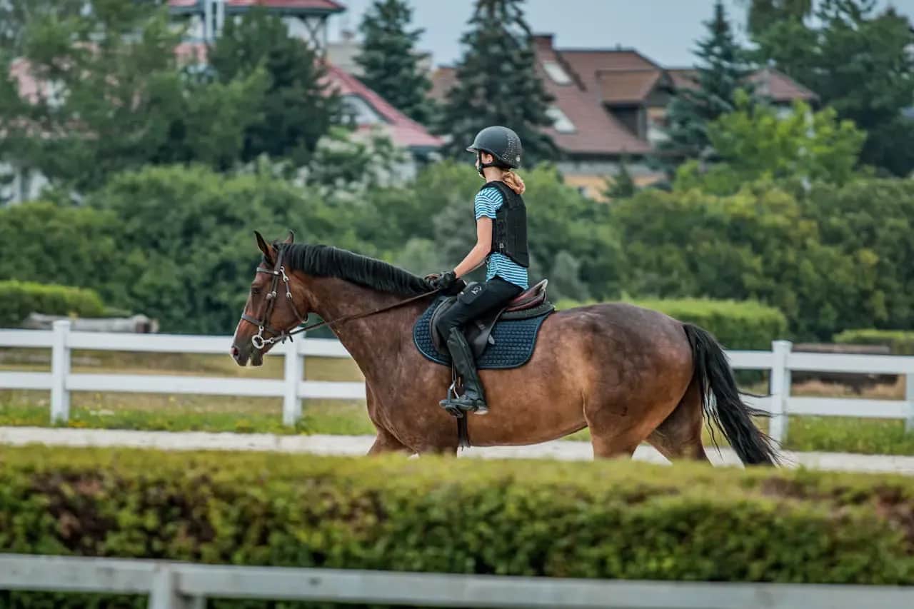 Ile kosztuje weterynarz dla konia? Cennik usług 2026
