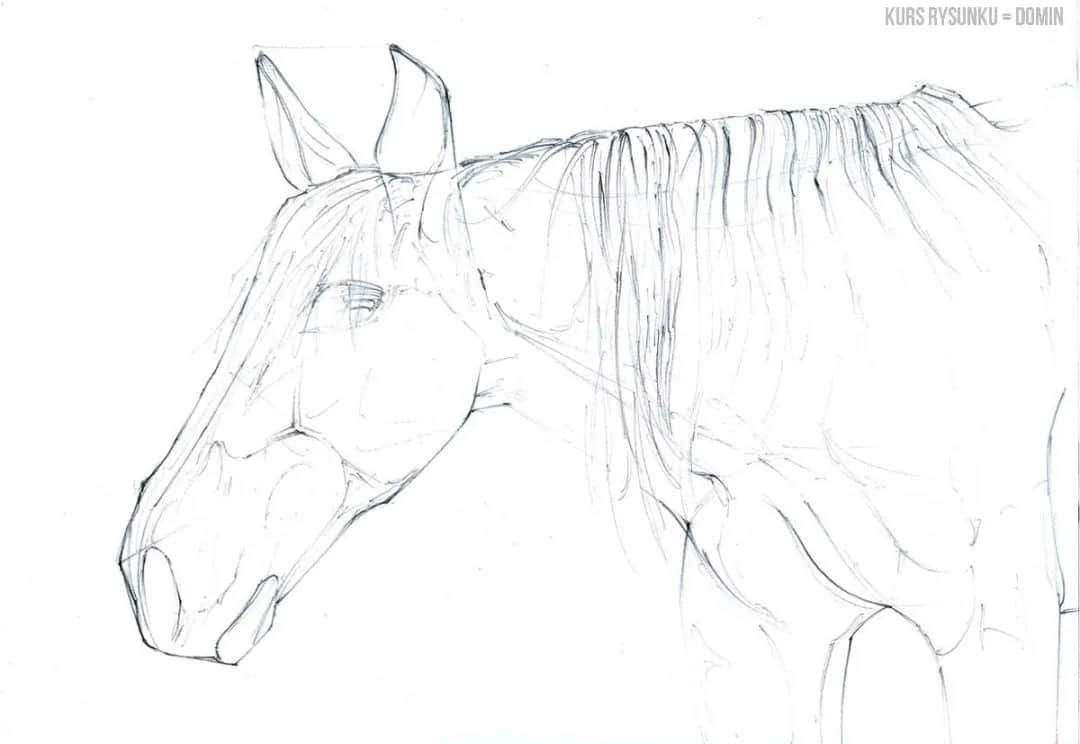 Realistyczny rysunek głowy konia? Odkryj sekrety krok po kroku!