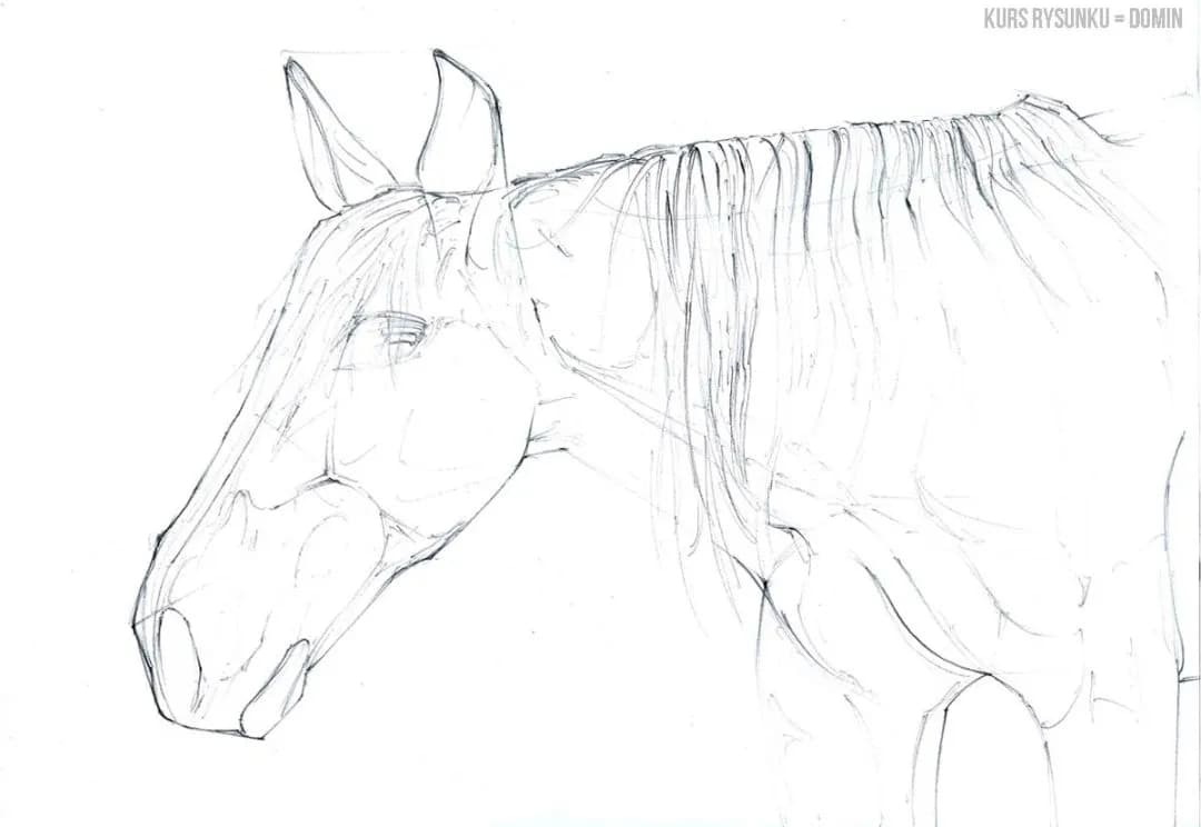Realistyczny rysunek głowy konia? Odkryj sekrety krok po kroku!