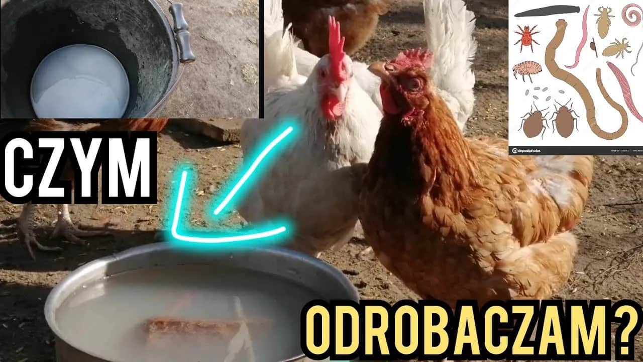 Jak skutecznie odrobaczyć kury? Zdrowe stado i wysoka nieśność