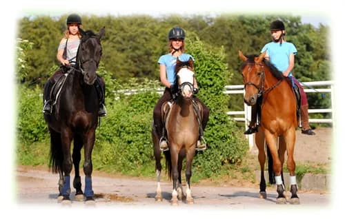 Stadnina koni Gdańsk: Cennik, oferty, jak wybrać idealną?