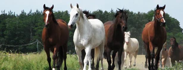 Stadnina koni pod Poznaniem: Ranking i poradnik którą wybrać?